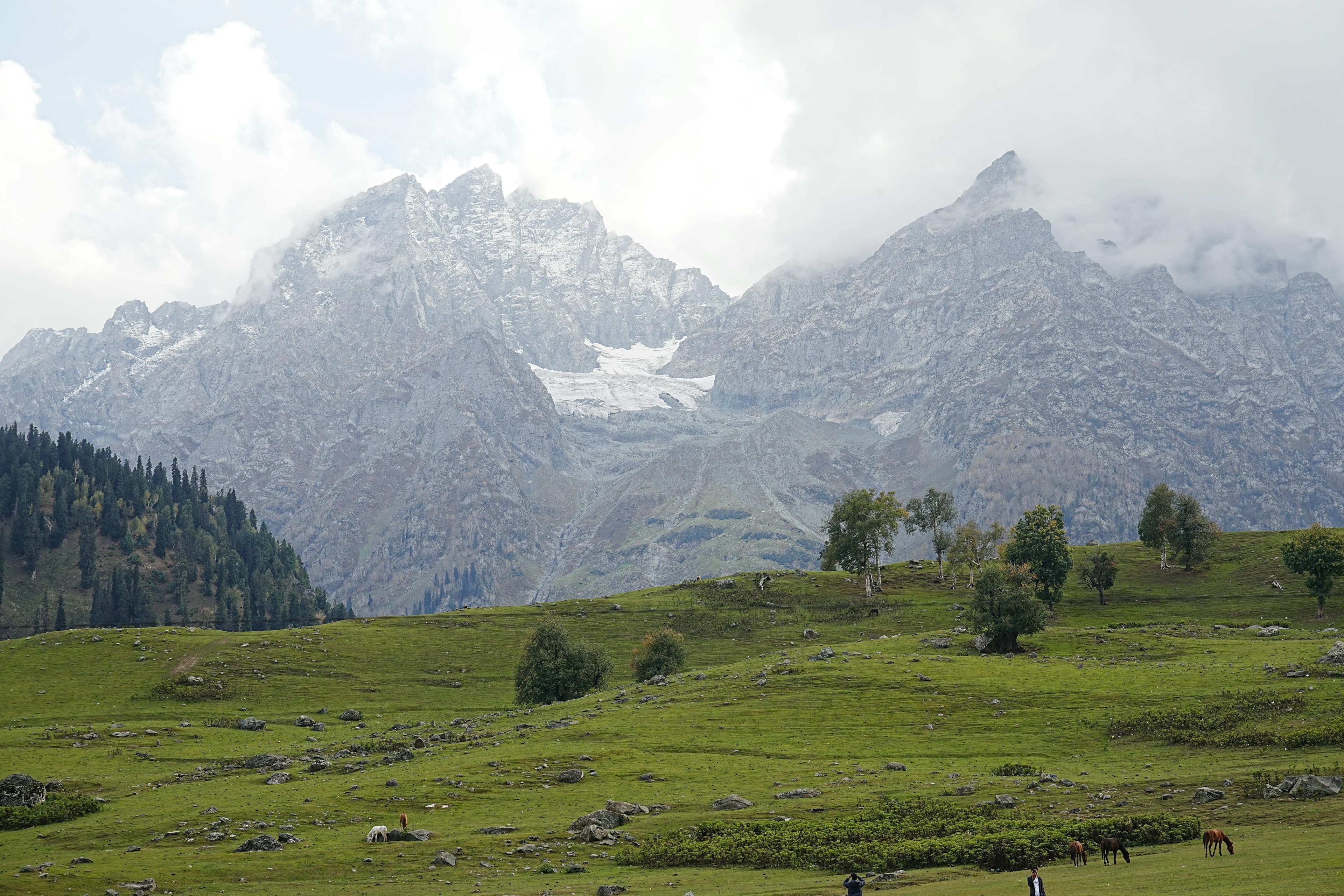 Forest landscape in Sindh